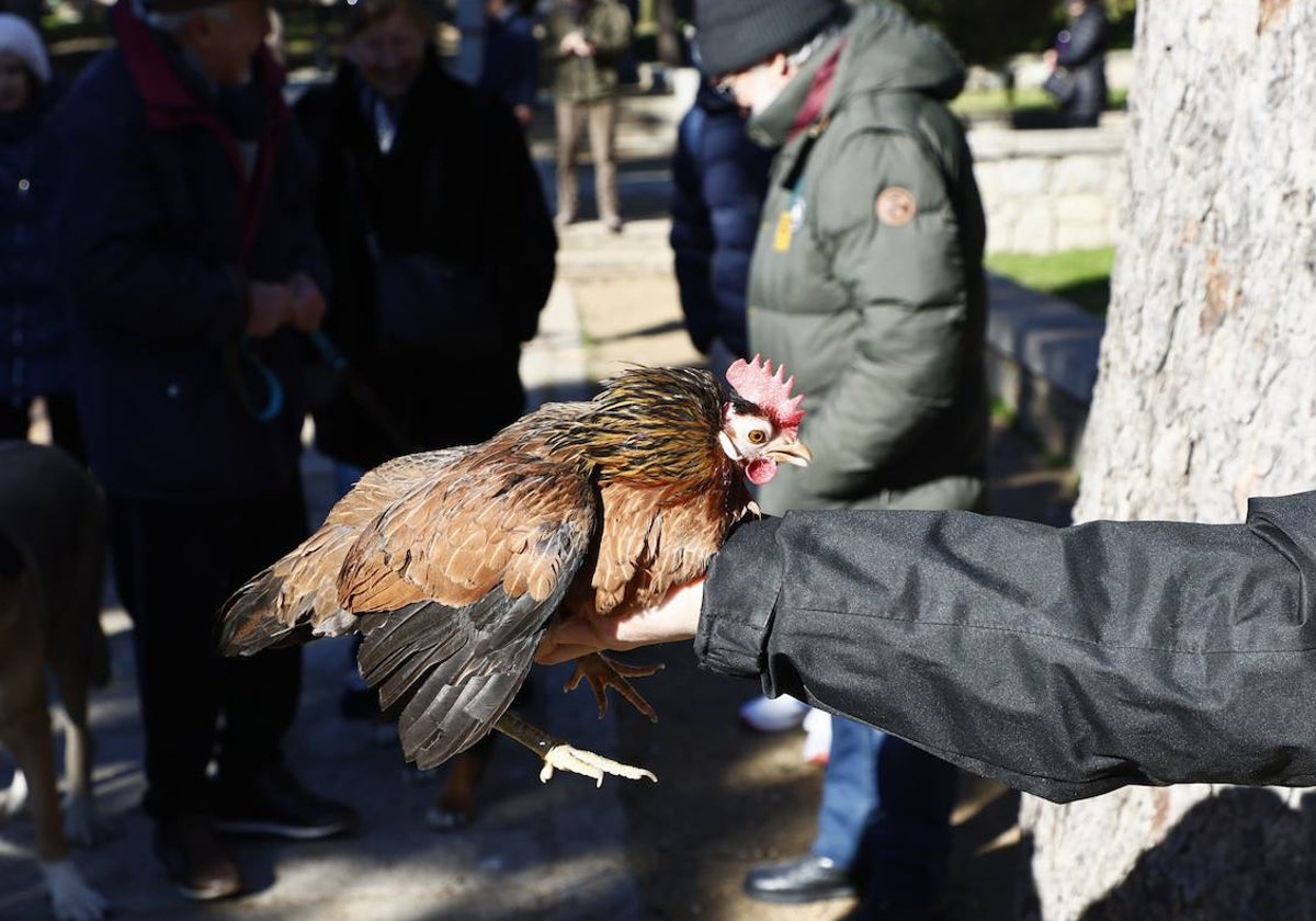 La gallina ‘Jana’ triunfa por San Antón