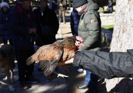 La gallina ‘Jana’ triunfa por San Antón