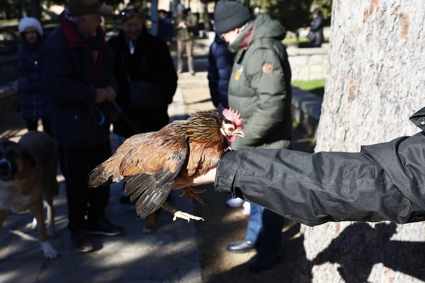 La gallina ‘Jana’ triunfa por San Antón