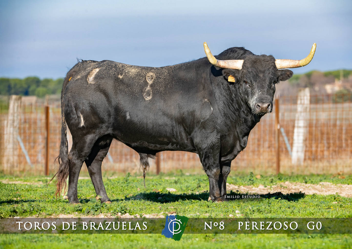 Ciudad Rodrigo presenta a los toros del Carnaval 2025