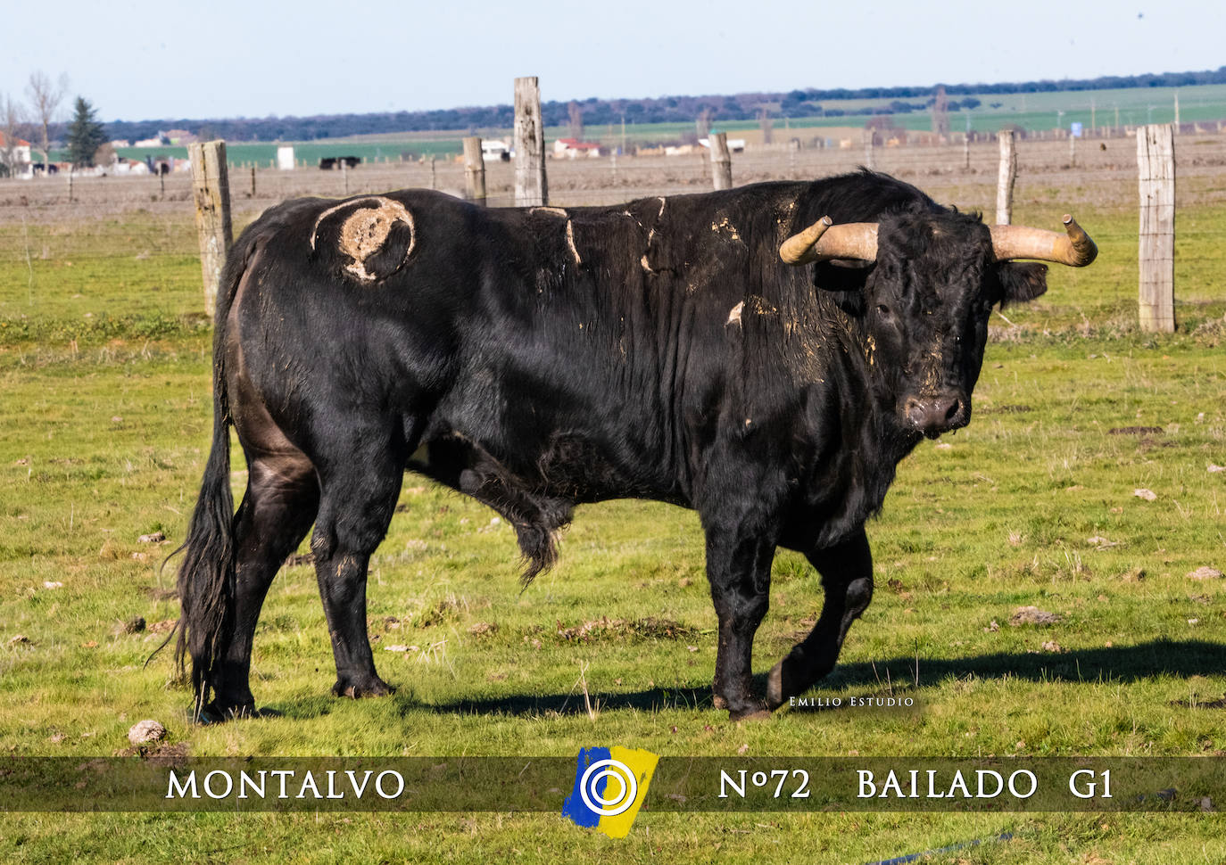 Ciudad Rodrigo presenta a los toros del Carnaval 2025