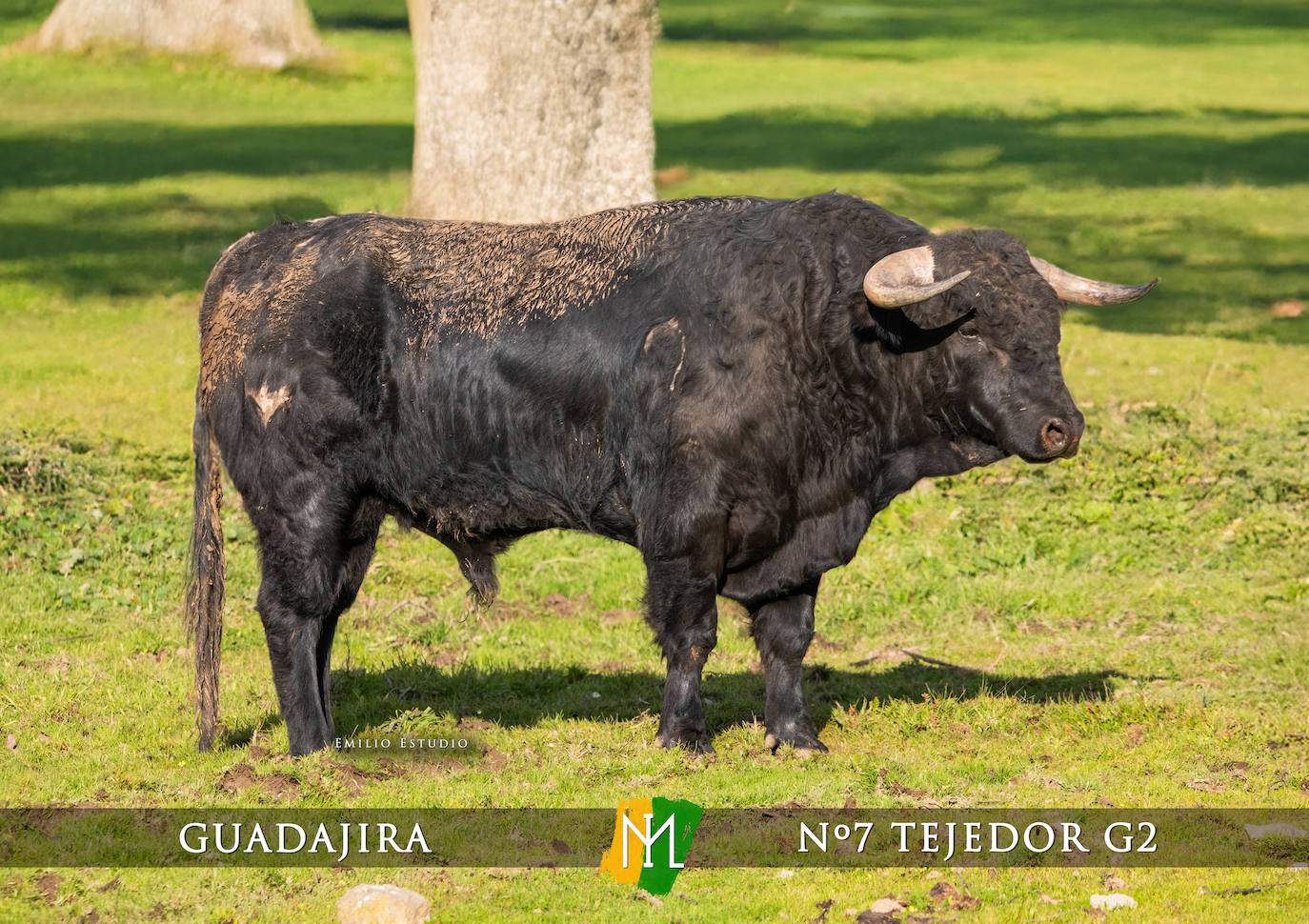 Ciudad Rodrigo presenta a los toros del Carnaval 2025