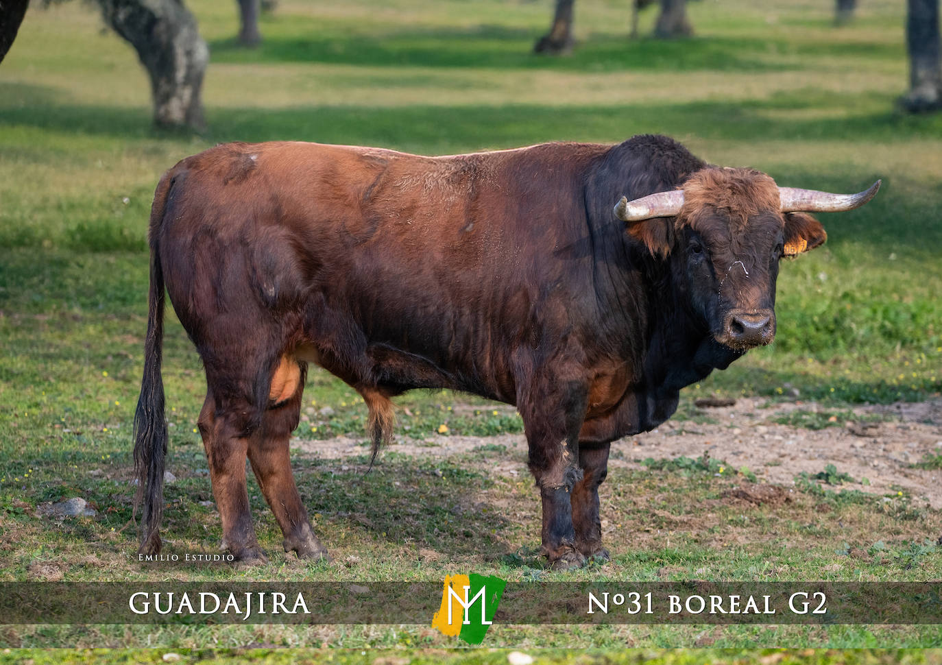 Ciudad Rodrigo presenta a los toros del Carnaval 2025