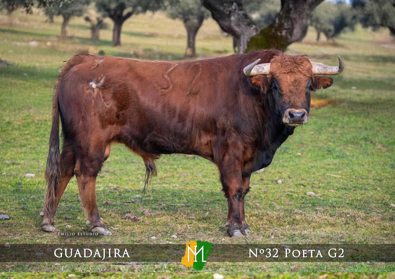 Ciudad Rodrigo presenta a los toros del Carnaval 2025