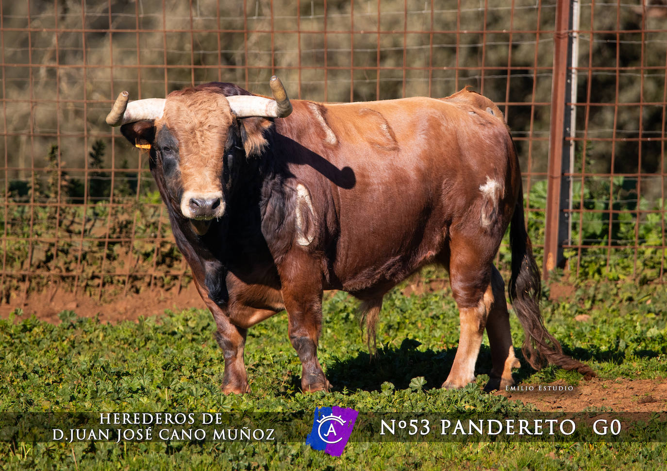 Ciudad Rodrigo presenta a los toros del Carnaval 2025