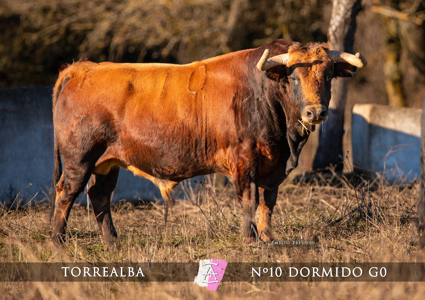 Ciudad Rodrigo presenta a los toros del Carnaval 2025