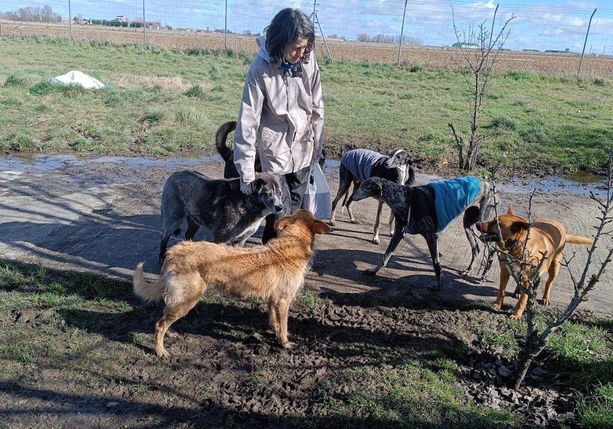 Una voluntaria junto a un grupo de perros en una protectora de animales