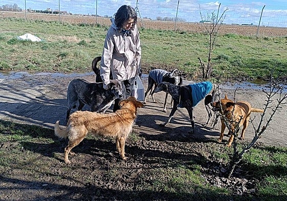 Una voluntaria junto a un grupo de perros en una protectora de animales