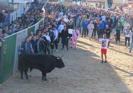 Calle Soledad de Babilafuente llena de personas de la localidad y de toda la comarca atentos a uno de los astados soltados el pasado San Blas.