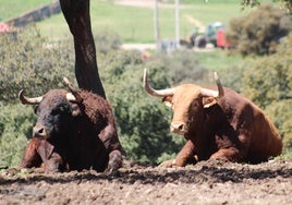 Dos toros de la ganadería de El Pilar, en el Puerto de la Calderilla.