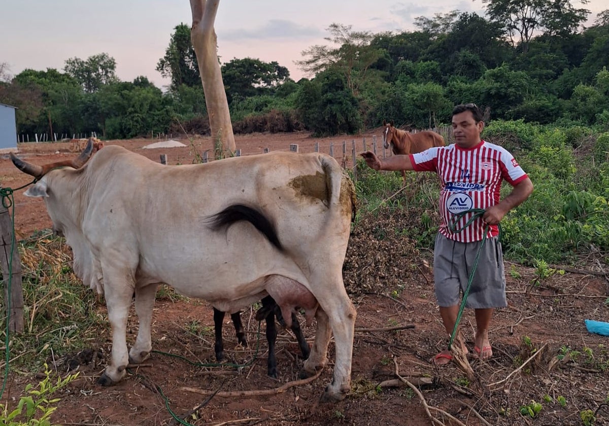 Juan López, con una vaca de la explotación que tiene en su país.