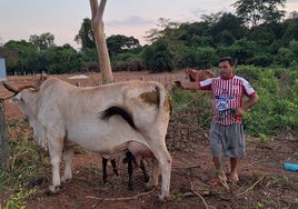 Juan López, con una vaca de la explotación que tiene en su país.