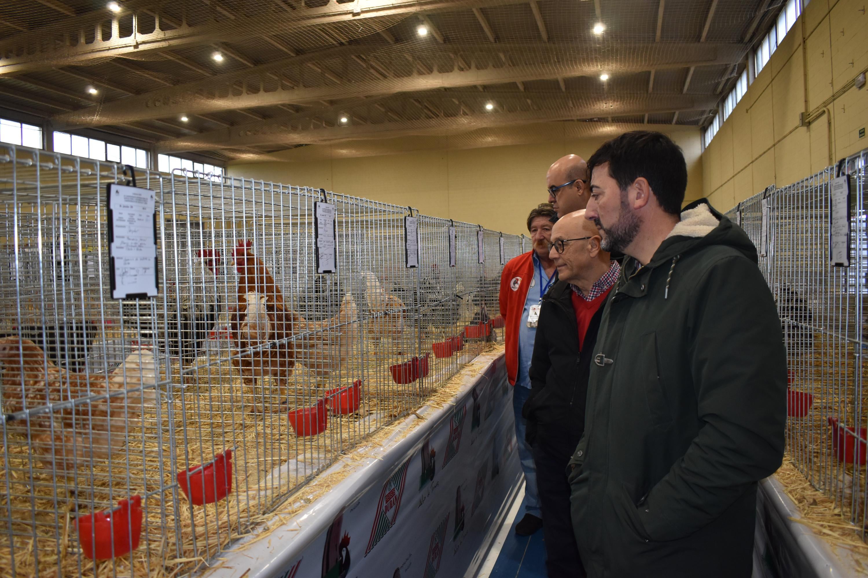 Así son las gallinas, palomas y conejos que seducen al público de Ledesma