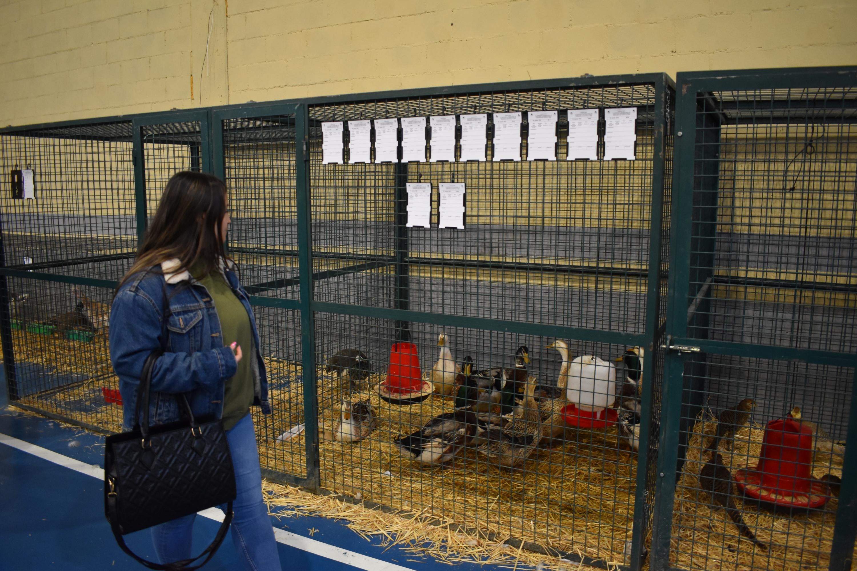 Así son las gallinas, palomas y conejos que seducen al público de Ledesma