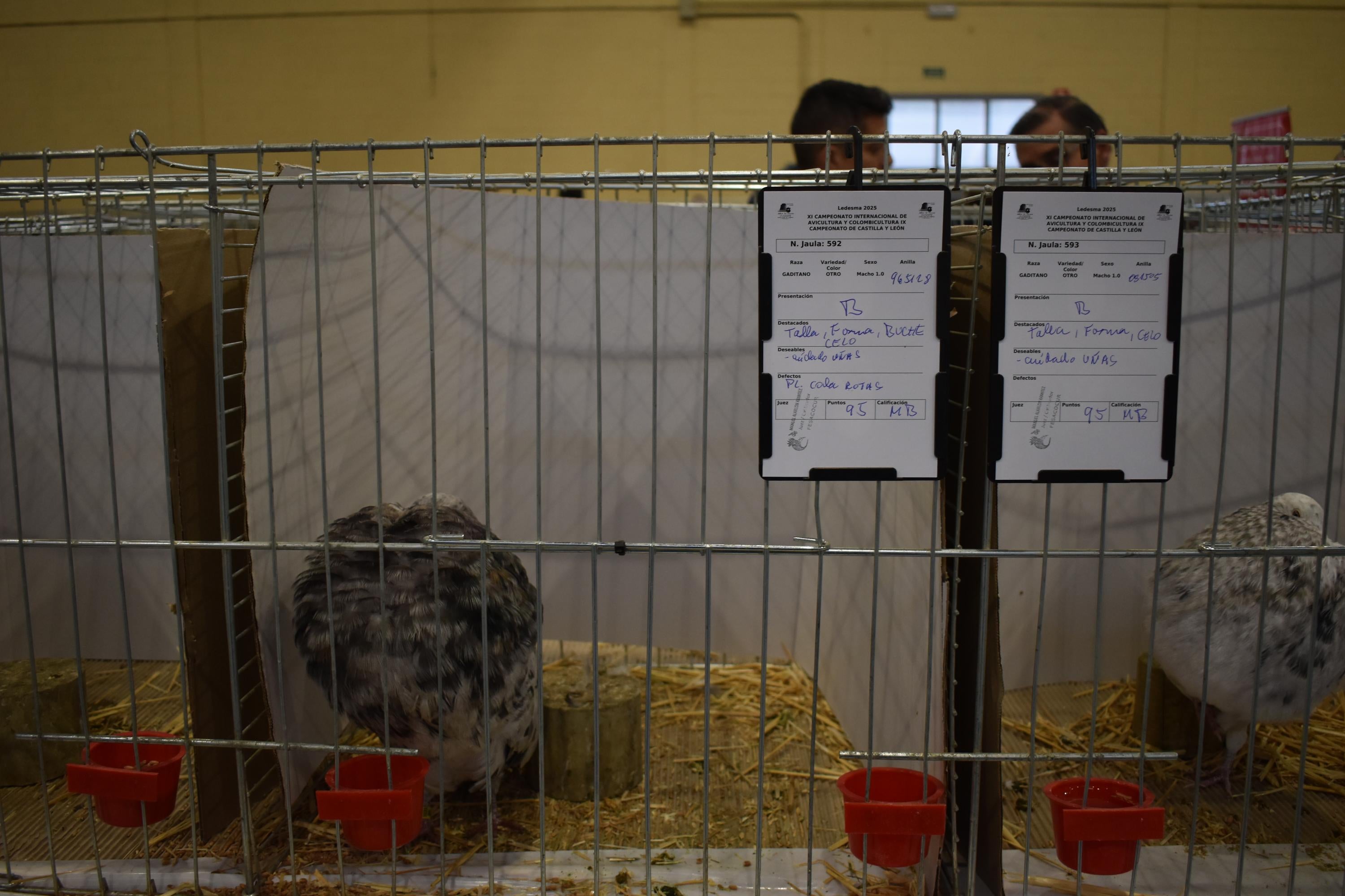 Así son las gallinas, palomas y conejos que seducen al público de Ledesma