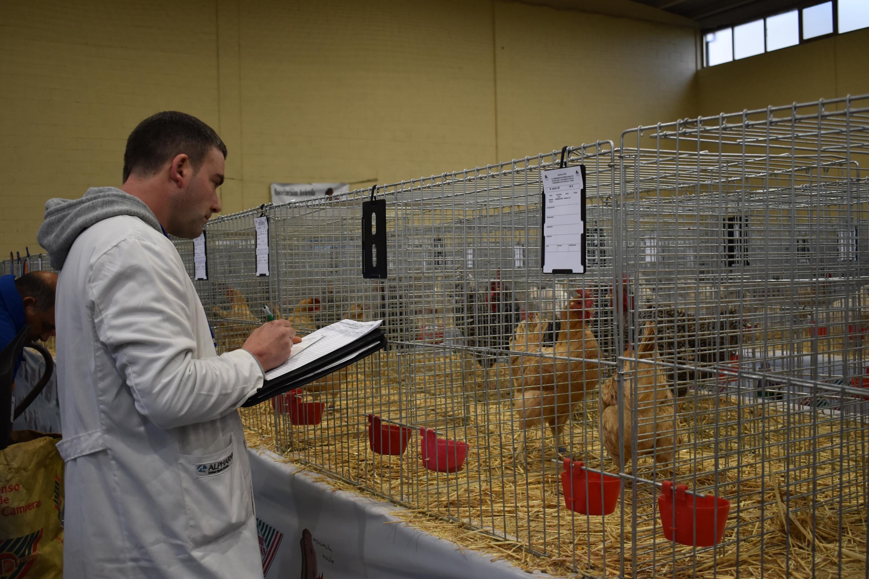 Así son las gallinas, palomas y conejos que seducen al público de Ledesma