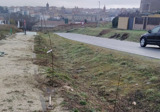 Nuevos árboles en el nuevo tramo de carril bici de Alba de Tormes.