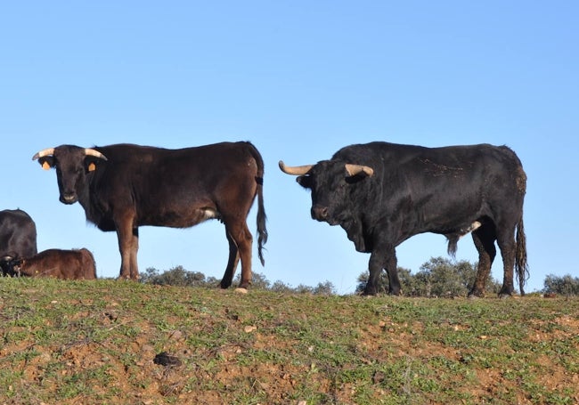 Las vacas con un semental, ambas de origen Coquilla.