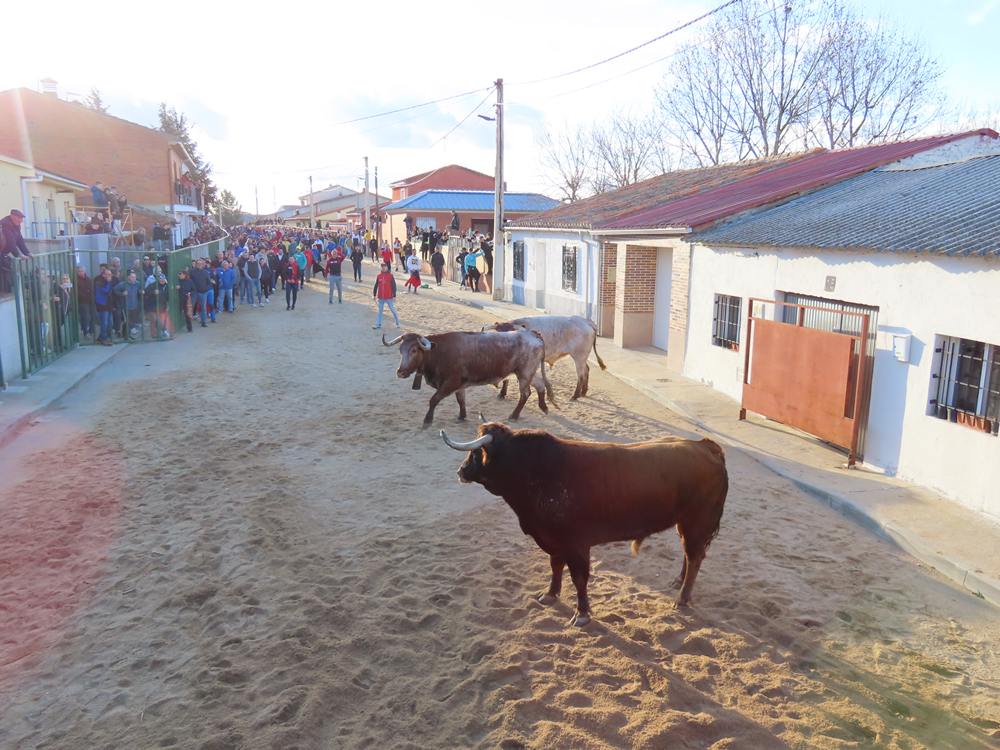 Bravura por las calles de Babilafuente