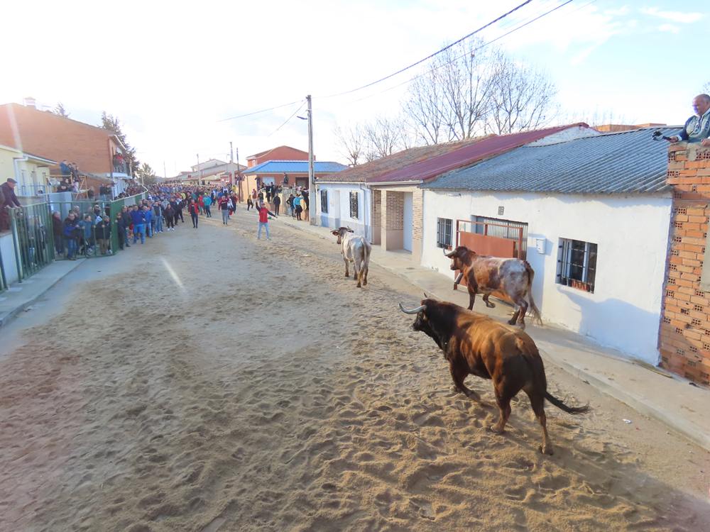 Bravura por las calles de Babilafuente