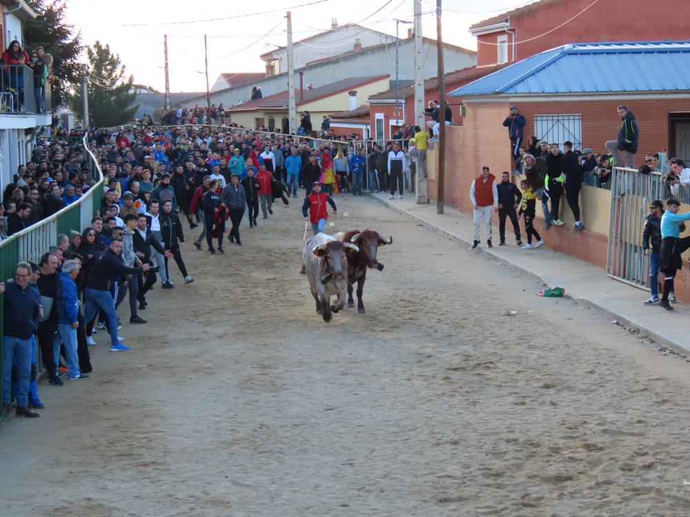 Bravura por las calles de Babilafuente