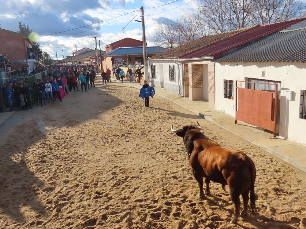 Bravura por las calles de Babilafuente