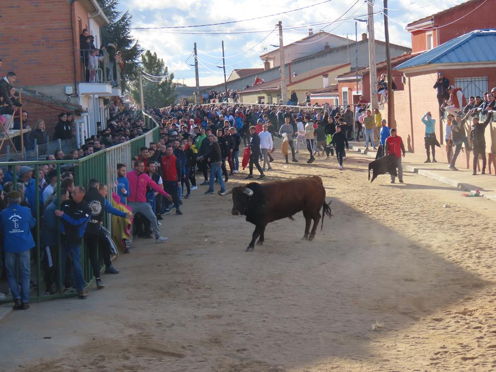 Bravura por las calles de Babilafuente