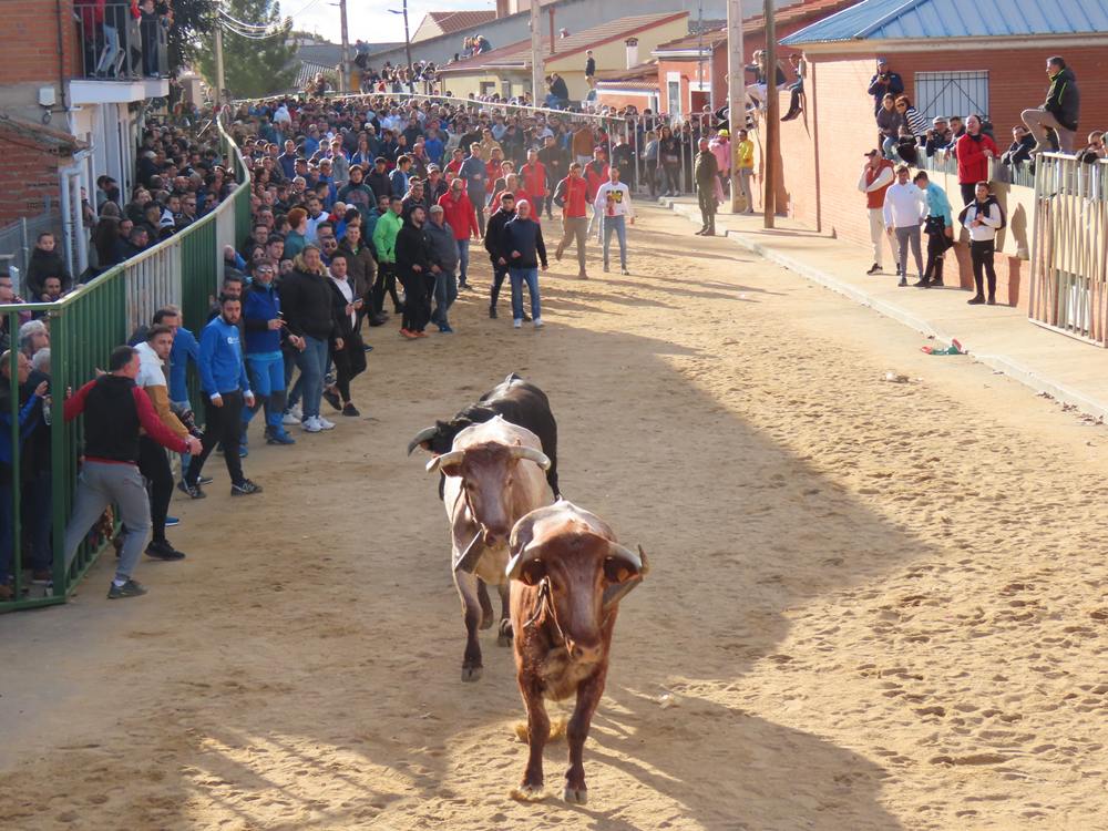 Bravura por las calles de Babilafuente