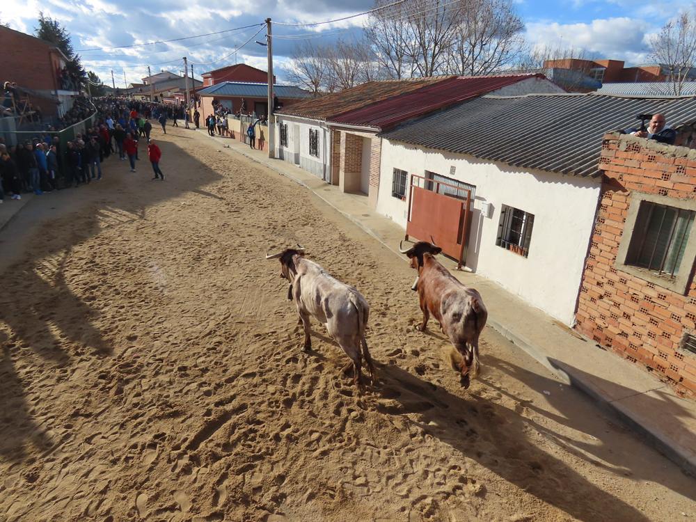 Bravura por las calles de Babilafuente