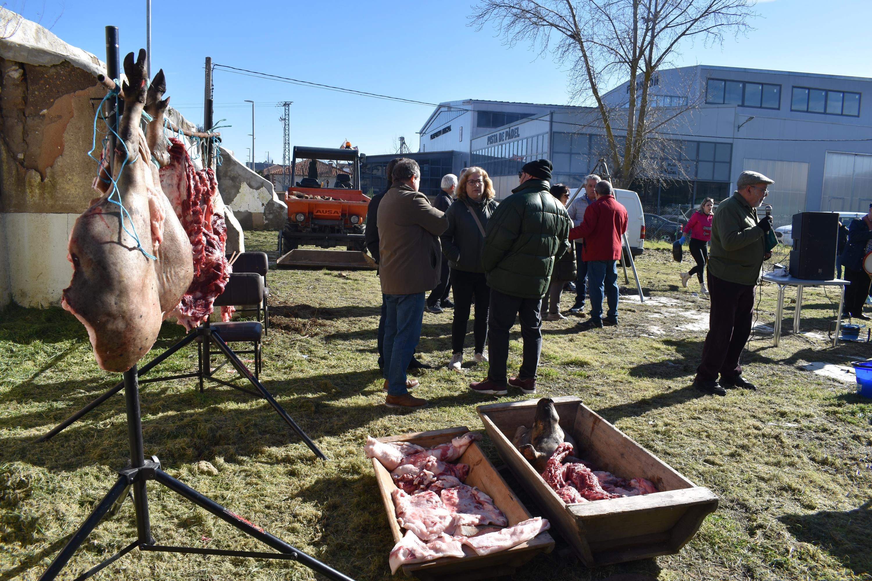 Un cerdo de 200 kilos protagoniza la matanza de Calzada de Valdunciel