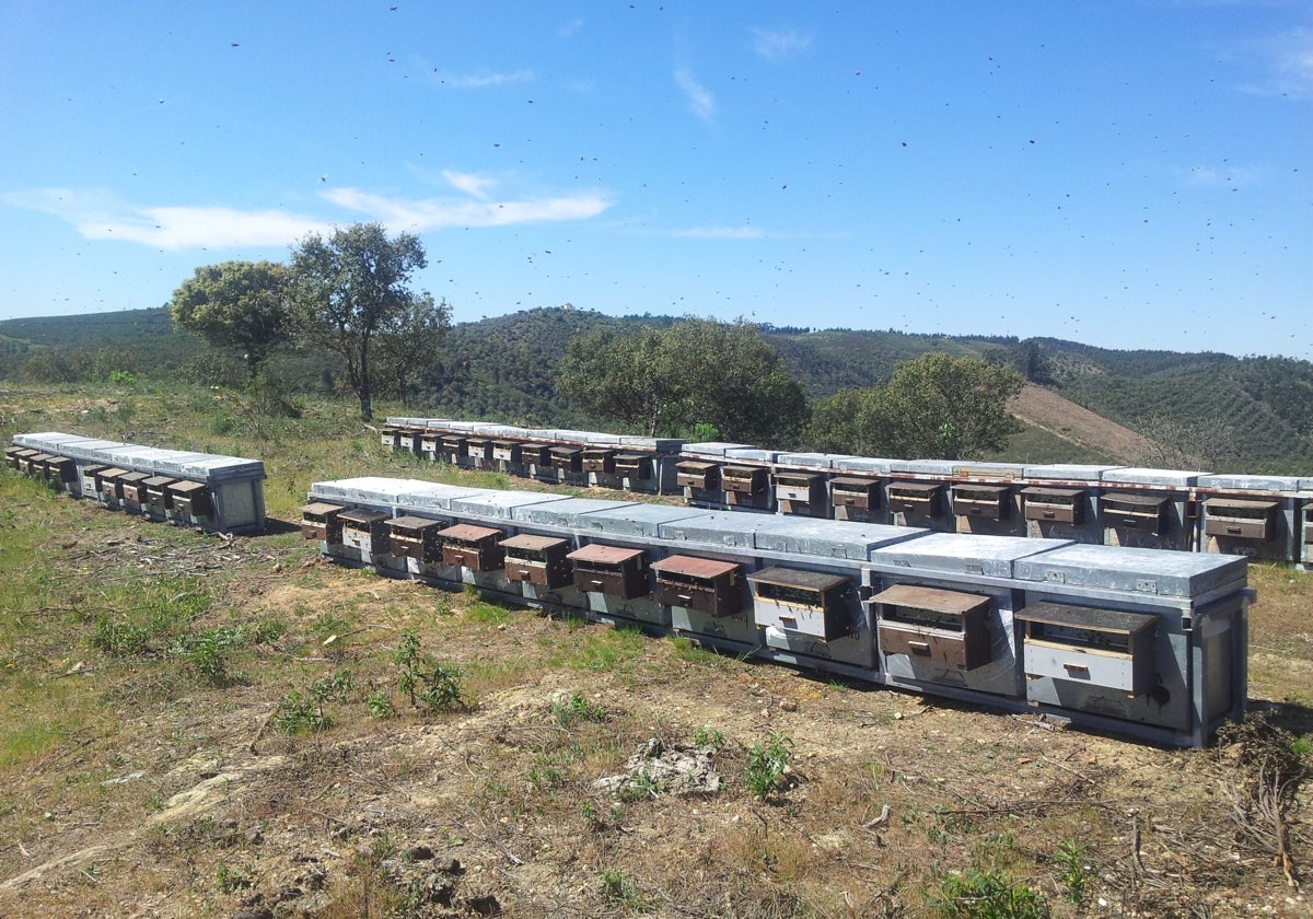 Colmenas en la provincia de Salamanca.