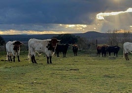 Los bueyes y toros en su nuevo hábitat de Ciudad Rodrigo