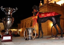 La galga Morería de Suerte junto a sus trofeos.