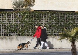 Paseo de un perro por el centro de Salamanca.