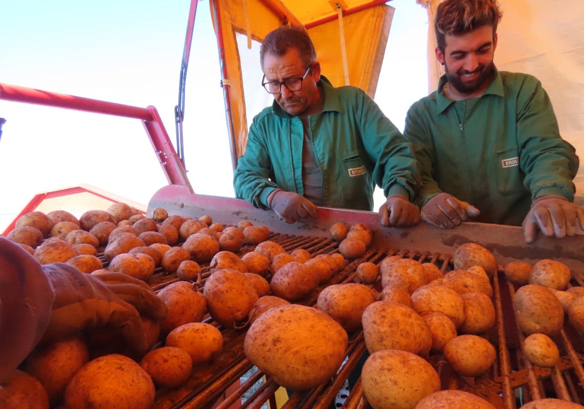 Selección de patatas, en la última campaña.