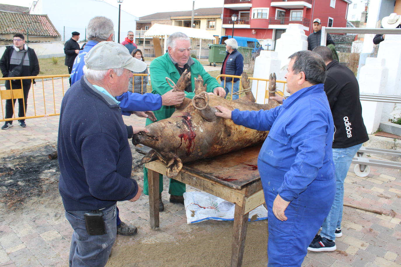 Santibáñez de Béjar disfruta de una multitudinaria fiesta de la matanza