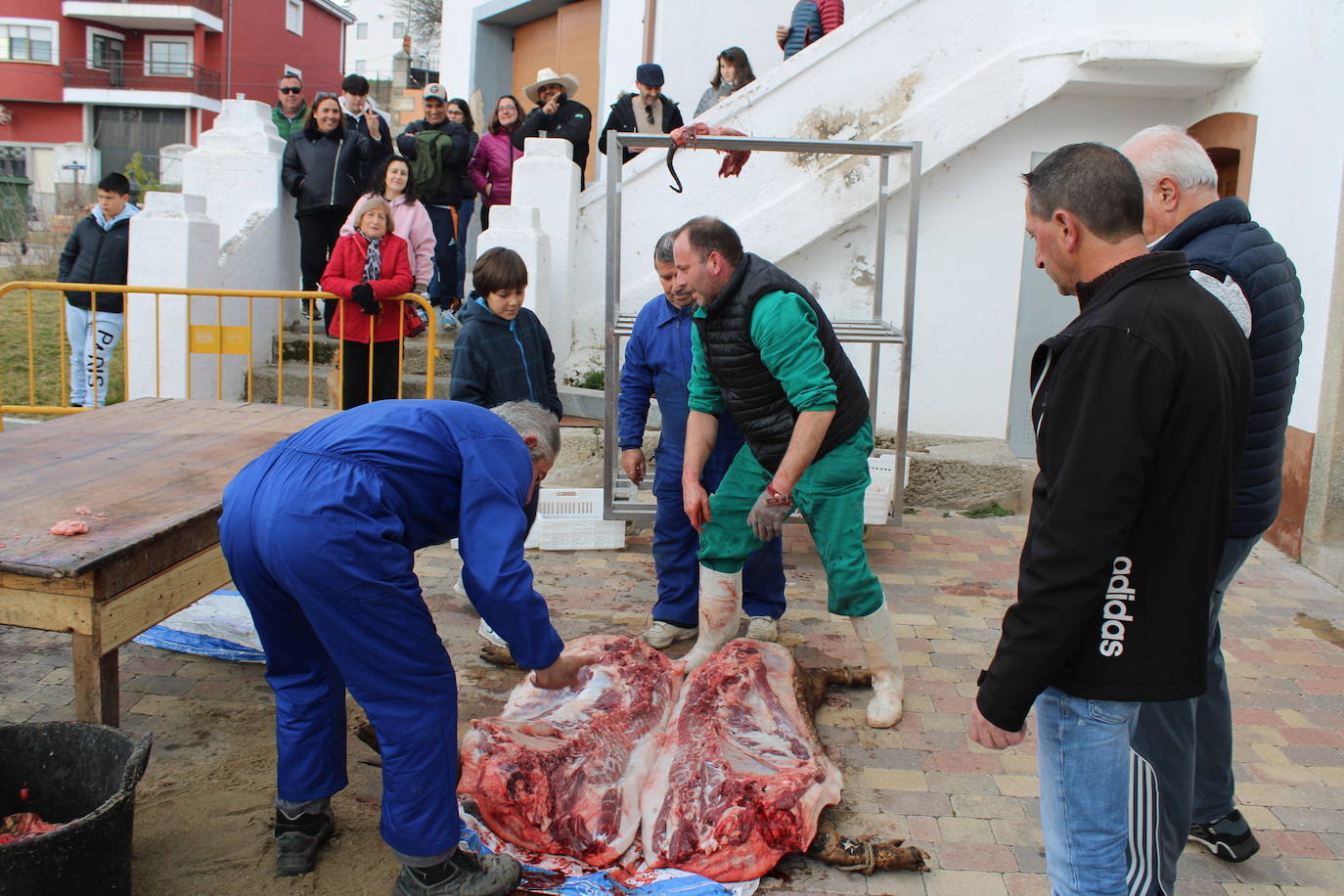 Santibáñez de Béjar disfruta de una multitudinaria fiesta de la matanza