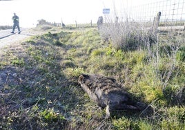 Un jabalí, causante de un accidente de tráfico en las carreteras de la provincia de Salamanca.