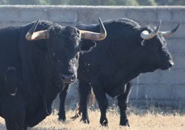 Toros de la ganadería de José Enrique Fraile de Valdefresno.