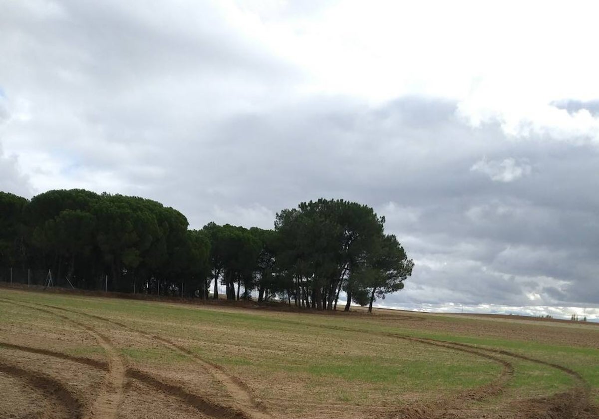 Señales del paso de los furtivos por un campo de la provincia.