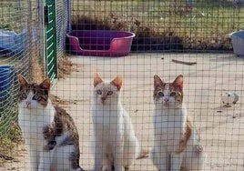 Un grupo de gatos en un refugio para animales.