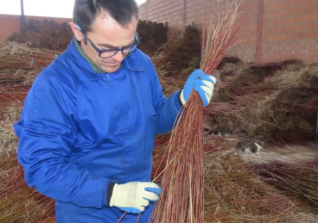 Un empleado selecciona la mimbre en Villoruela.