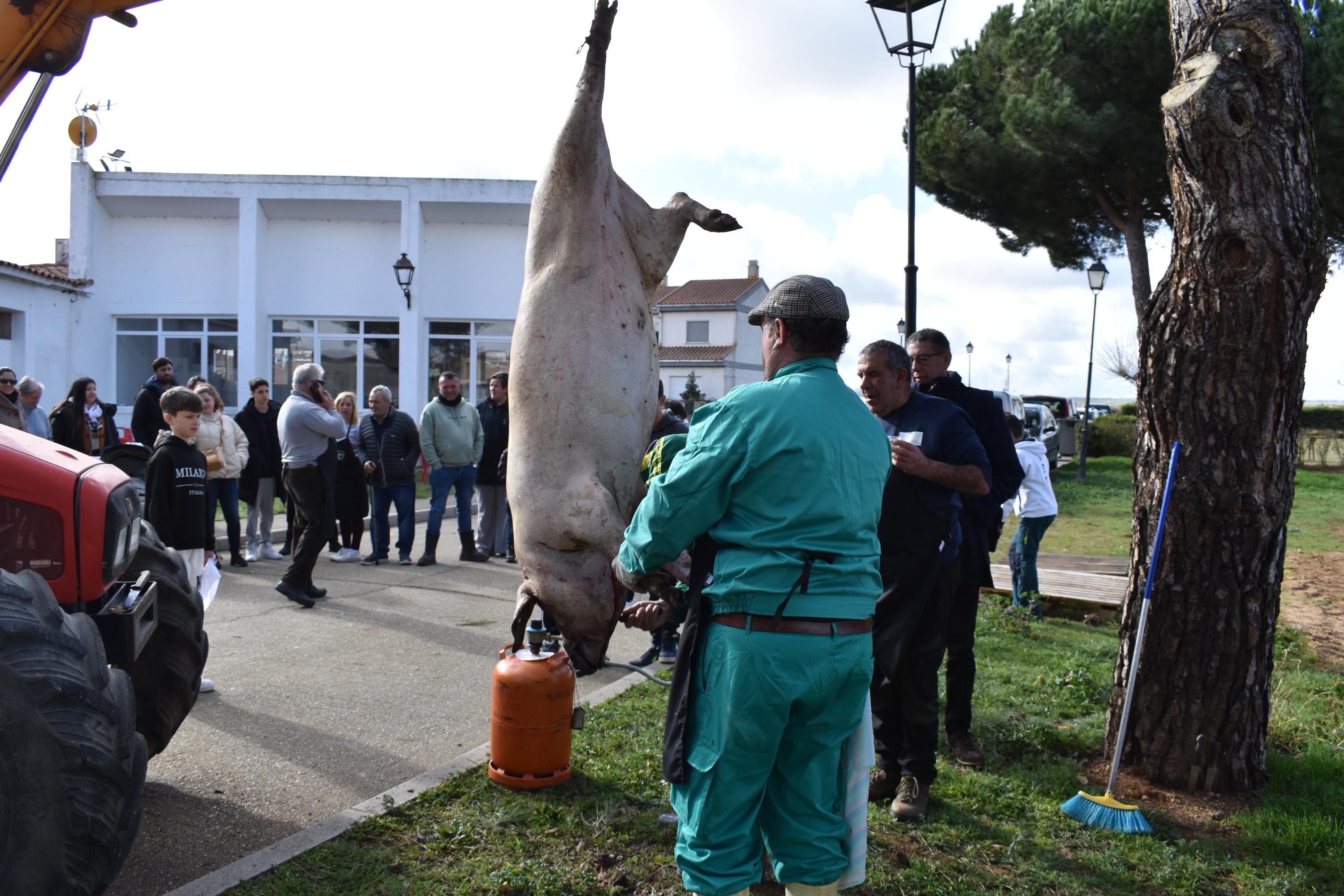 Fiesta de estreno en torno al cerdo en Nuevo Francos con más de 300 comensales