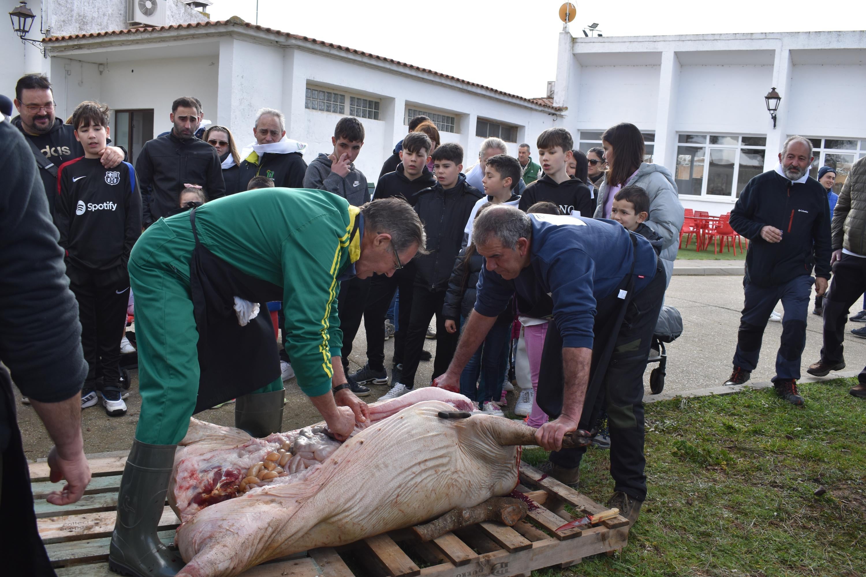 Fiesta de estreno en torno al cerdo en Nuevo Francos con más de 300 comensales