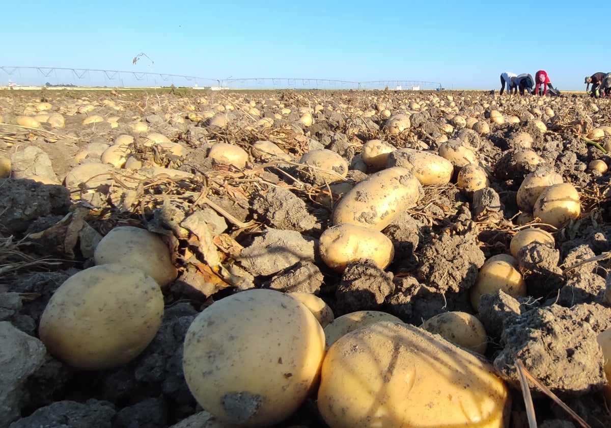 Patatas de la última campaña.