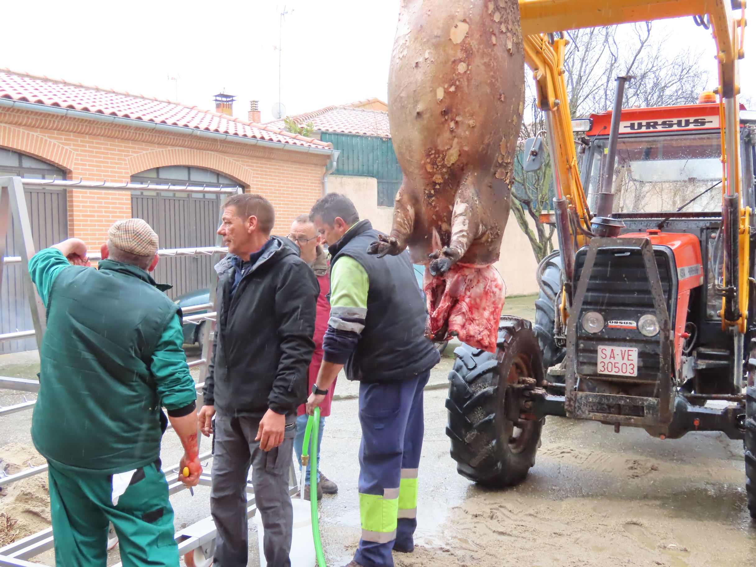 Toda una historia por contar en la fiesta de la matanza de Macotera