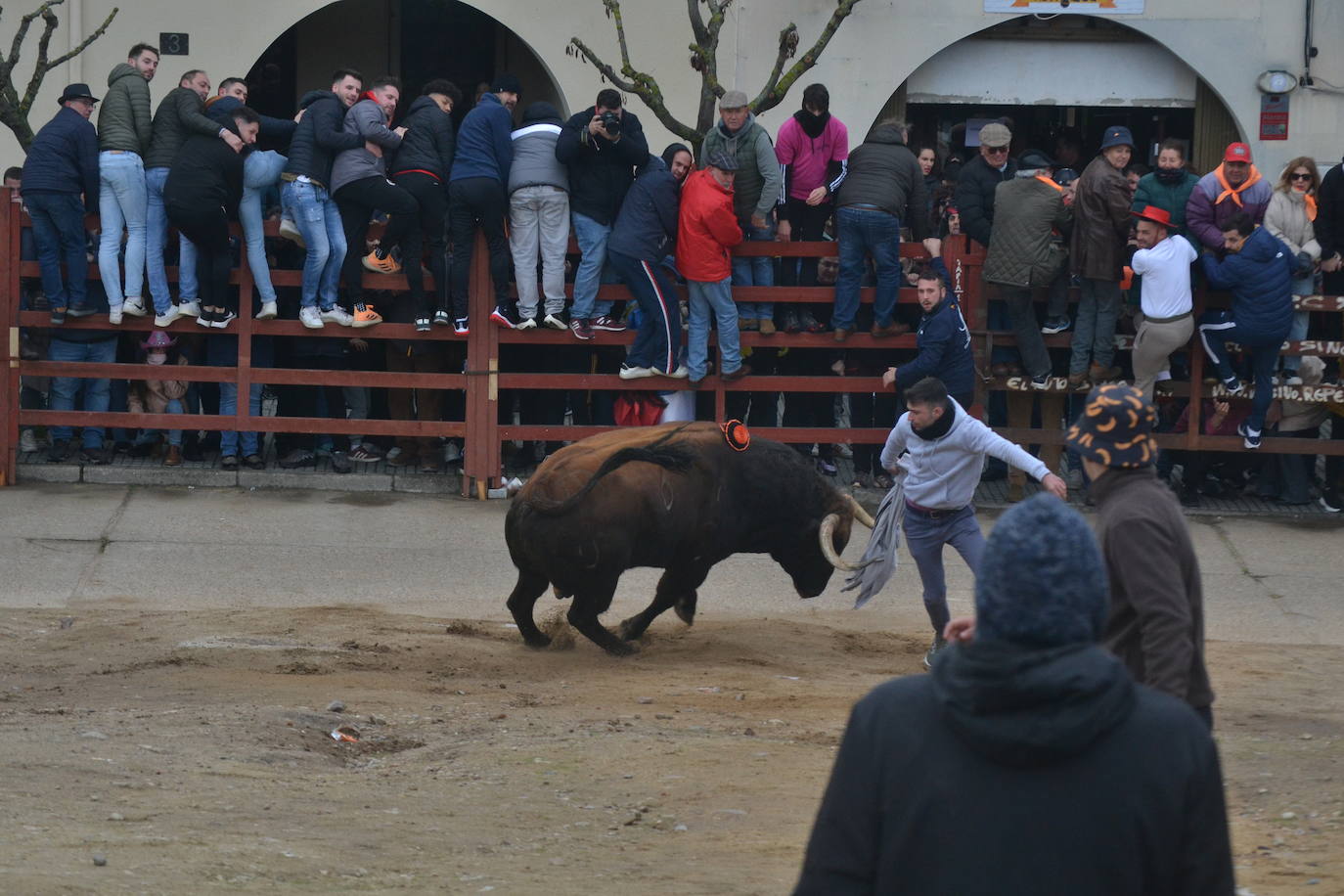 “Potrosillo” abre el Carnaval del Toro con un multitudinario festejo