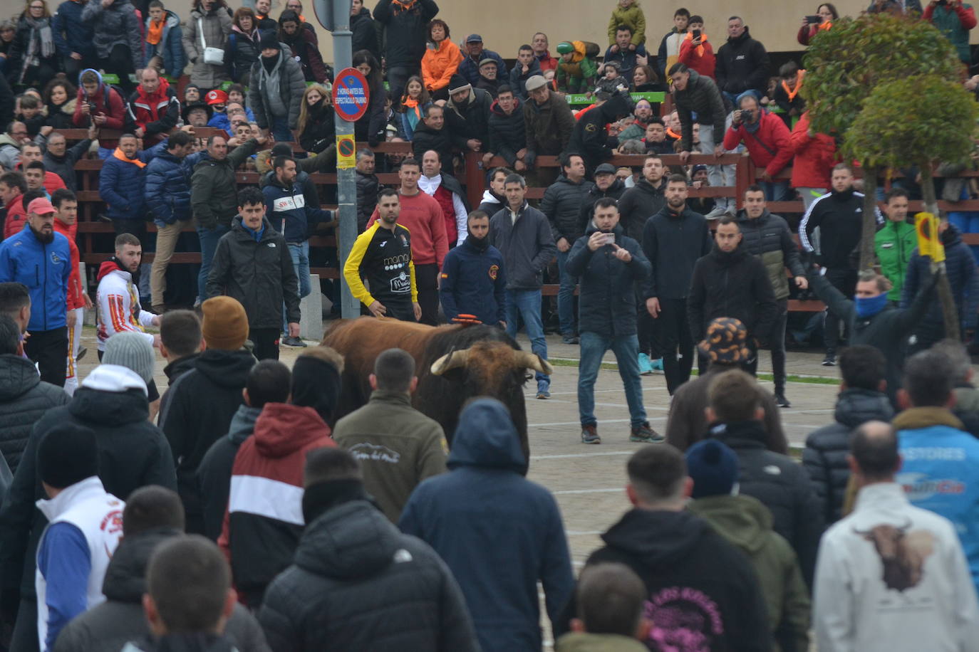 “Potrosillo” abre el Carnaval del Toro con un multitudinario festejo