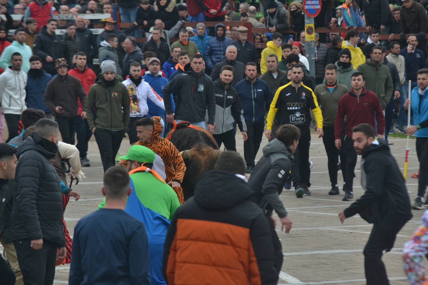 “Potrosillo” abre el Carnaval del Toro con un multitudinario festejo