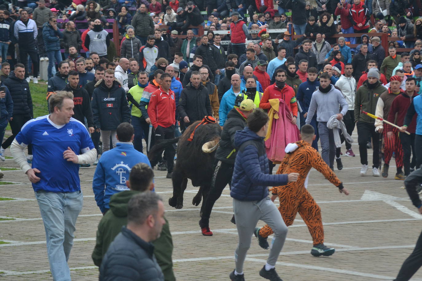 “Potrosillo” abre el Carnaval del Toro con un multitudinario festejo